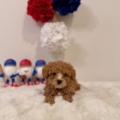 micro goldendoodle puppies