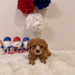 Micro goldendoodle breeders near me