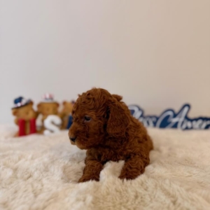 micro goldendoodles for sale