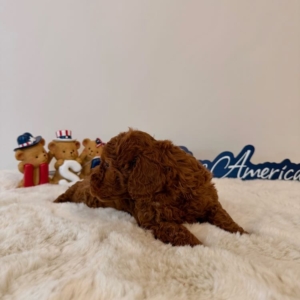 micro goldendoodle for sale
