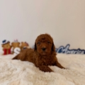 micro goldendoodles nearby
