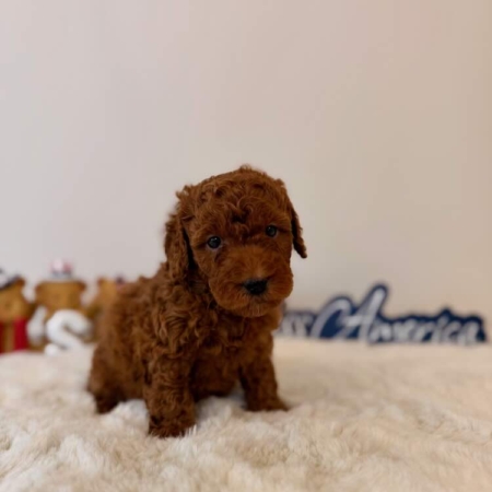 micro goldendoodle puppies