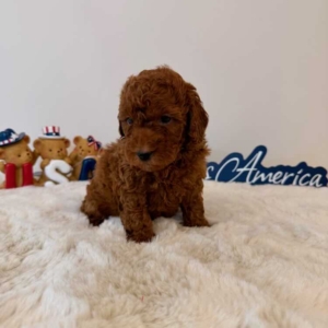 Micro goldendoodle puppies