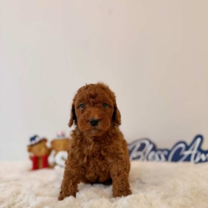 micro goldendoodle