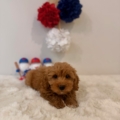 micro goldendoodles florida