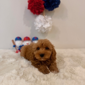 micro goldendoodle fl