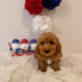 micro goldendoodles FL