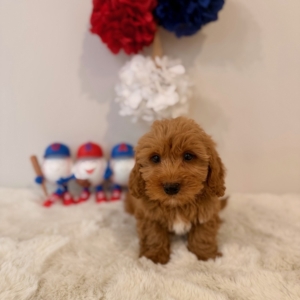 micro goldendoodles FL