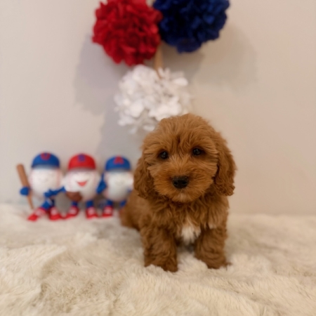 micro goldendoodles florida
