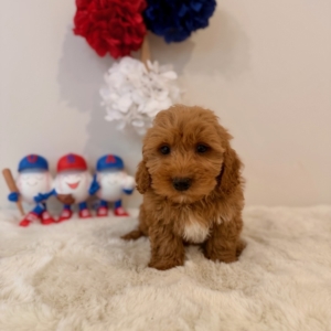 micro goldendoodles florida