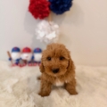 micro goldendoodles florida