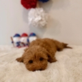 micro golden doodles florida