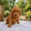mini doodle breeders NJ