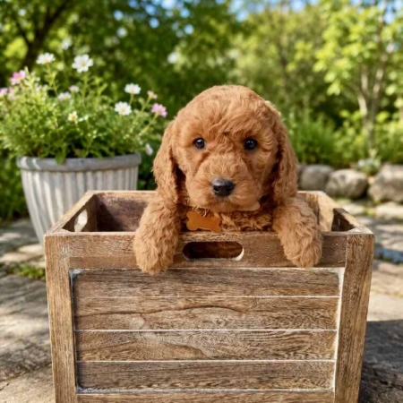 Mini Doodle puppies for sale