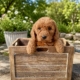 Mini Doodle puppies for sale