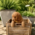 mini goldendoodle breeders in New Jersey